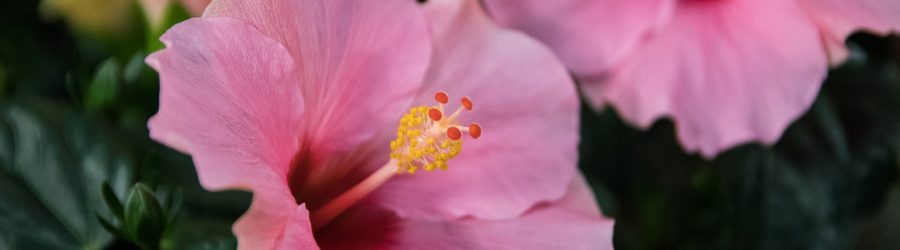 Plantation et entretien des hibiscus