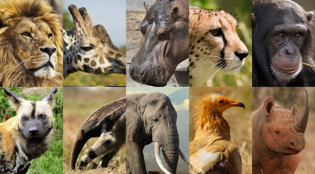 https://www.conservation-nature.fr/wp-content/uploads/2021/09/animaux-de-la-savane-1024x565.jpg