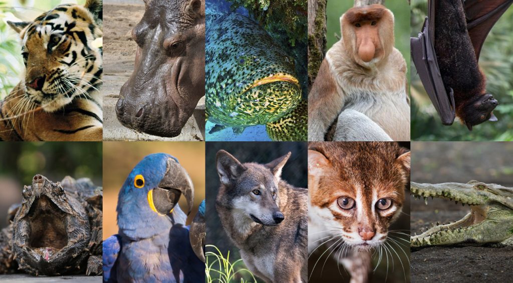 14 Animaux de la Jungle en voie de Disparition - Conservation Nature